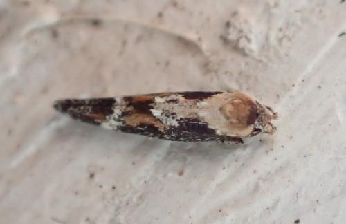 Mompha sp.